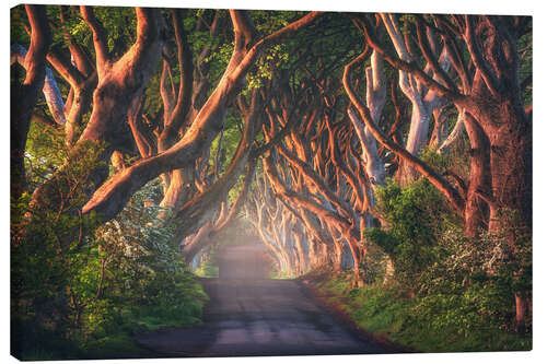 Canvas print Morning light at the Dark Hedges in Northern Ireland