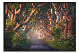 Gerahmter Kunstdruck Morgenlicht bei den Dark Hedges in Nordirland