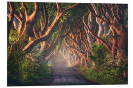 Foam board print Morning light at the Dark Hedges in Northern Ireland