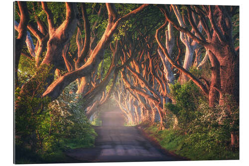 Galleriprint Morning light at the Dark Hedges in Northern Ireland