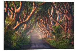 Magnettafel Morgenlicht bei den Dark Hedges in Nordirland
