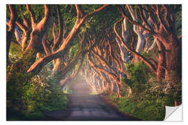 Sticker mural Morning light at the Dark Hedges in Northern Ireland