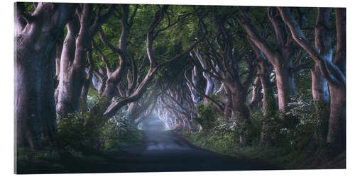 Acrylglas print The Dark Hedges at dawn