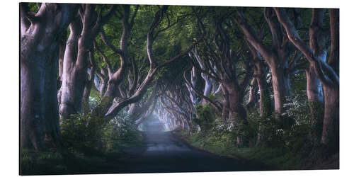 Alubild Die Dark Hedges im Morgengrauen