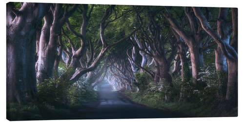 Canvas print The Dark Hedges at dawn