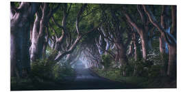 Foam board print The Dark Hedges at dawn