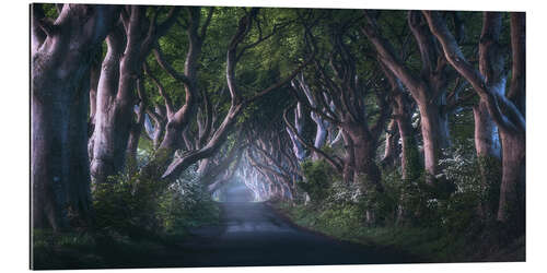 Gallery Print Die Dark Hedges im Morgengrauen