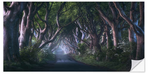 Wall sticker The Dark Hedges at dawn