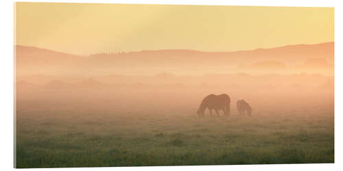 Acrylic print Two Icelandic horses on a foggy morning