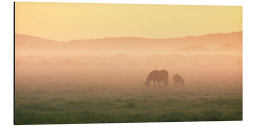 Aluminium print Two Icelandic horses on a foggy morning