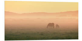 Foam board print Two Icelandic horses on a foggy morning