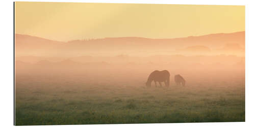 Gallery print Two Icelandic horses on a foggy morning