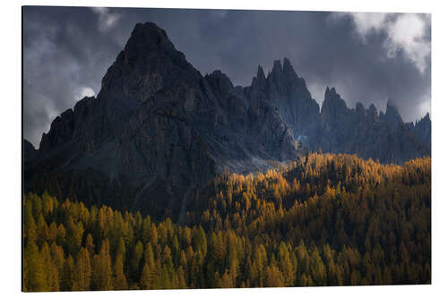 Stampa su alluminio Larch trees in full autum colors in the Italian Dolomites