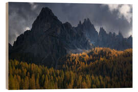 Hout print Larch trees in full autum colors in the Italian Dolomites