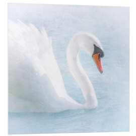 Stampa su PVC Swan