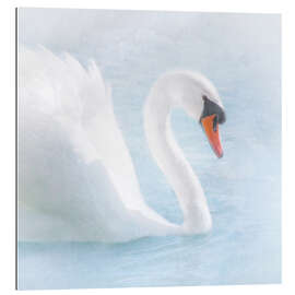 Stampa su plexi-alluminio Swan