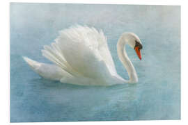 Foam board print Proud swan