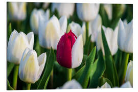 Alubild Rote und weiße Tulpe