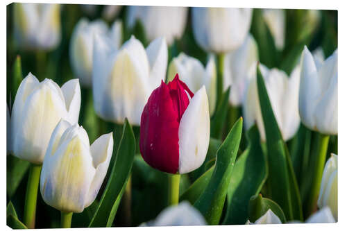 Quadro em tela Red and white tulip