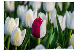 Foam board print Red and white tulip