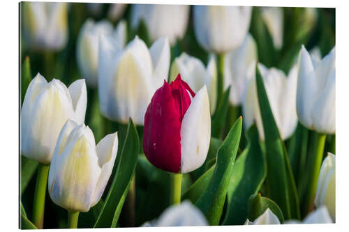 Cuadro de plexi-alu Red and white tulip