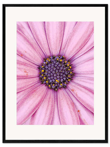 Impresión de arte enmarcada Pink flower