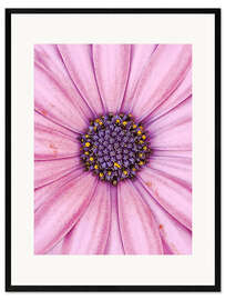 Impresión de arte enmarcada Pink flower