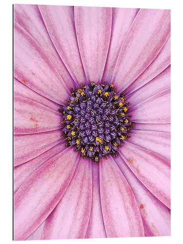 Gallery print Pink flower