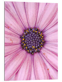 Gallery print Pink flower