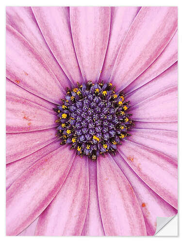 Vinilo para la pared Pink flower