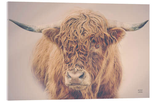 Cuadro de metacrilato Highland cattle in the winter mist