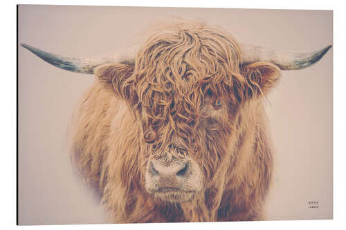 Aluminiumtavla Highland cattle in the winter mist