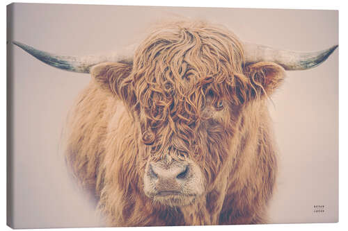 Lerretsbilde Highland cattle in the winter mist