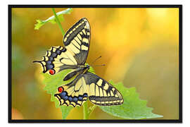 Gerahmter Kunstdruck Schwalbenschwanz im Morgenlicht