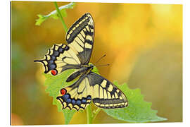 Quadro em plexi-alumínio Swallowtail in the morning light