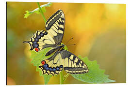 Magnettafel Schwalbenschwanz im Morgenlicht