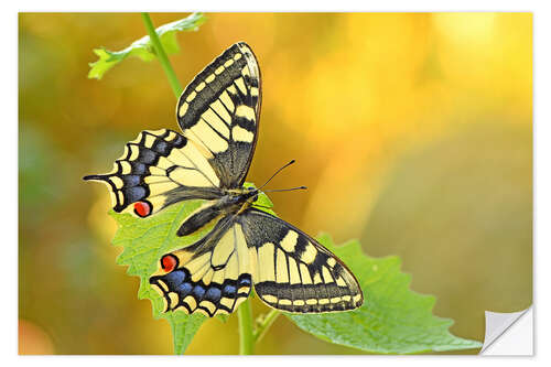 Muursticker Swallowtail in the morning light