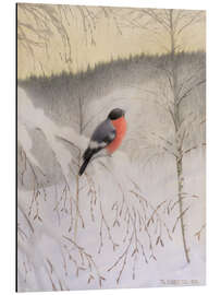 Cuadro de aluminio Bullfinch on Frosty Twig, 1906