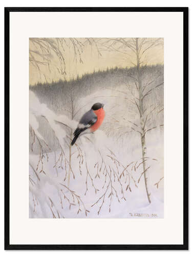 Impression artistique encadrée Bullfinch on Frosty Twig, 1906