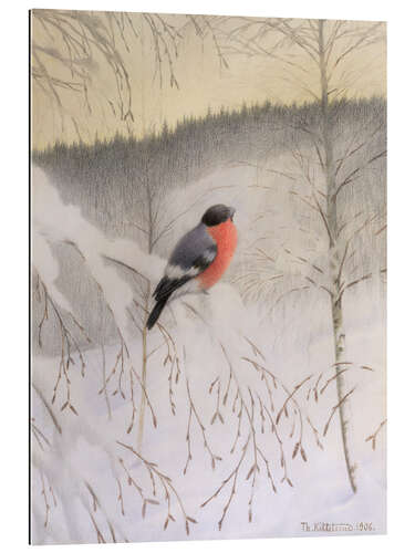 Galleritryck Bullfinch on Frosty Twig, 1906