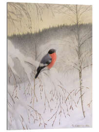 Gallery print Bullfinch on Frosty Twig, 1906