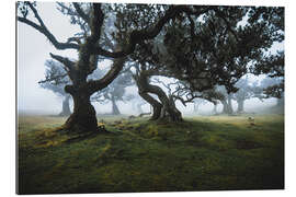 Gallery print Mist forest