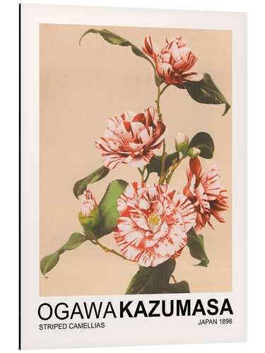 Aluminium print Striped Camellias