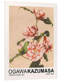 Foam board print Striped Camellias