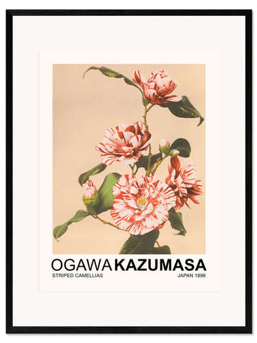 Framed art print Striped Camellias