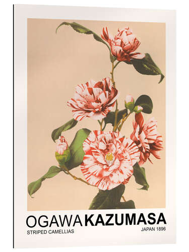 Galleriprint Striped Camellias