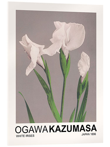 Akrylbillede White Irises