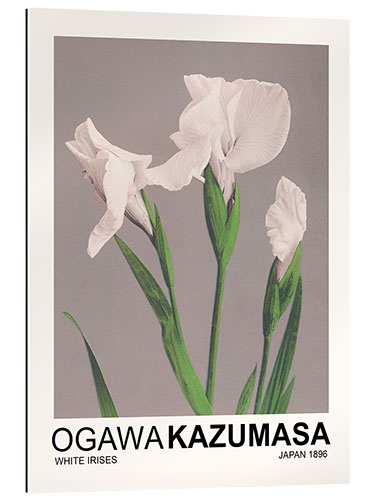 Tableau en plexi-alu White Irises