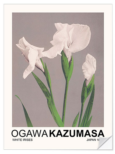 Autocolante decorativo White Irises