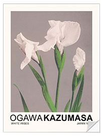 Sisustustarra White Irises